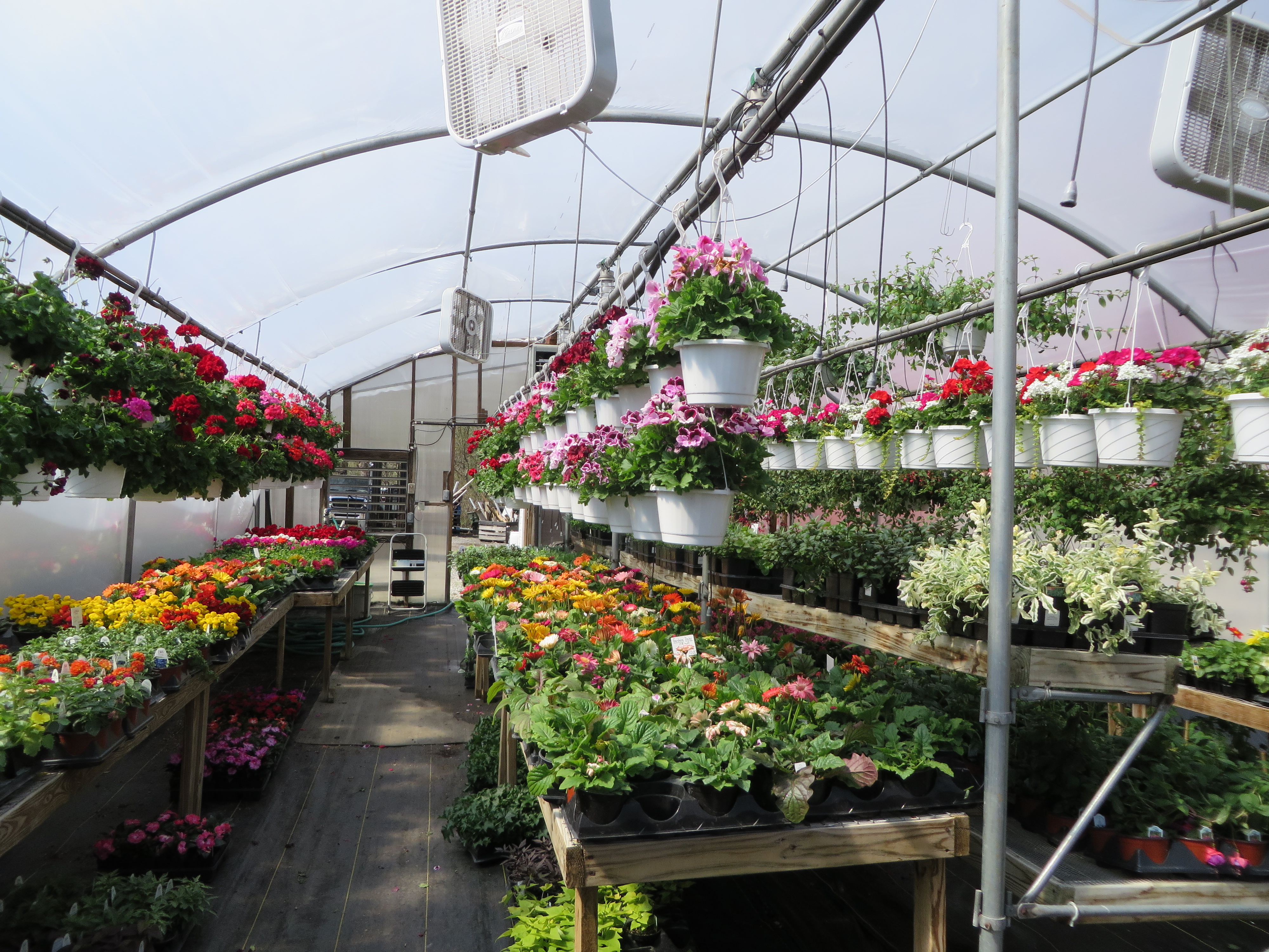 Hundreds of hanging baskets, bedding plants, perennials, potted ...