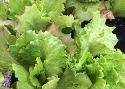 fresh lettuces