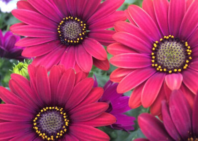 Gerbera daisies
