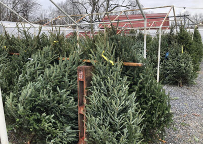 Christmas Trees 2022
