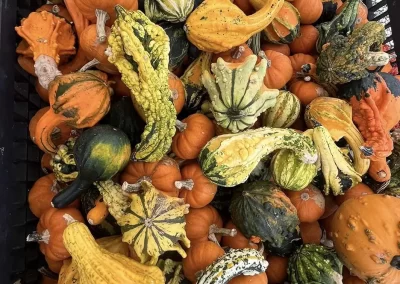 Gourds