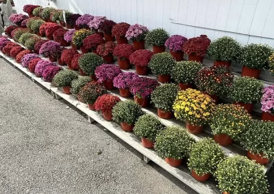 Selection of Mums